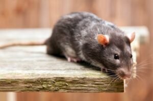 Fakta Leptospirosis
