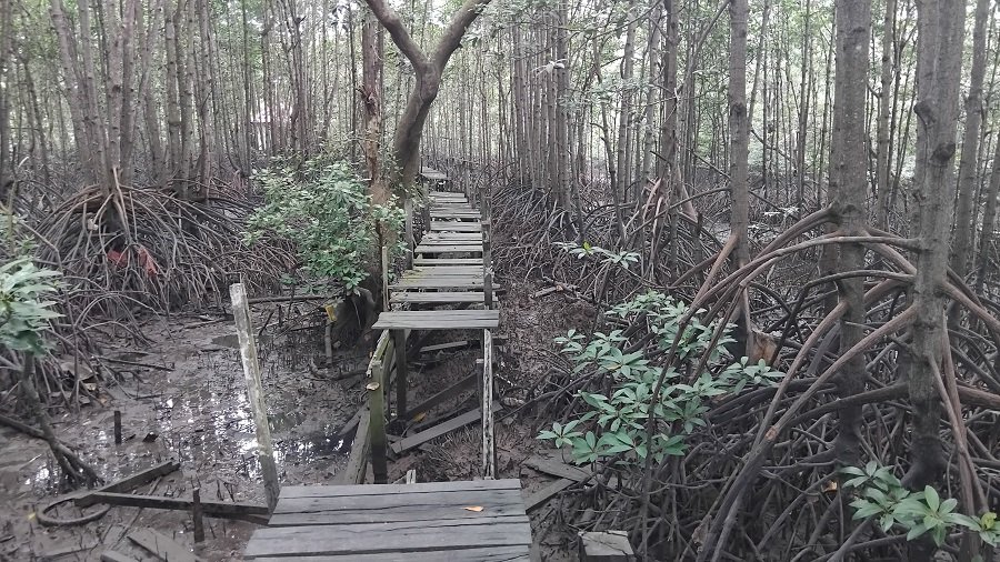 Hutan mangrove