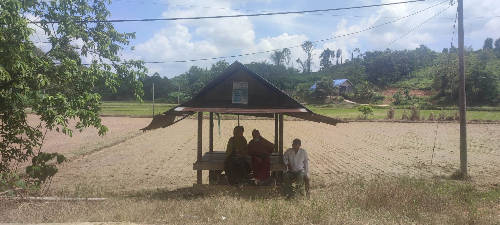 sawah di tenggarong