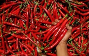 Harga cabe merah besar yang melonjak tajam, Rabu 4 Juni 2025 (Foto : Info Publik)