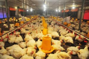 Pekerja memberi makan ayam broiler di kandang ayam sistem close house di Desa Jurang, Gebog, Jawa Tengah, Jumat (20/6/2025). (foto " Info Publik)