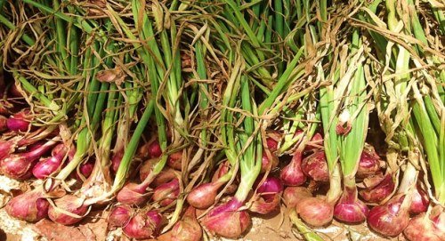Harga bawang merah di Pasar Klandasan Balikpapan terus mengalami kenaikkan (foto : BBPP Lemang)