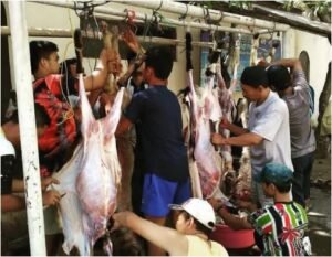 pembagian daging
