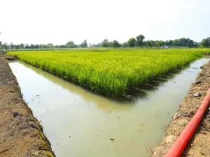 Potensi lahan pertanian di Kaltim (Foto : Pemprov Kaltim)