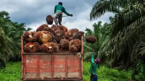 Harga tandan buah segar (TBS) kelapa sawit di Kaltim kembali mengalami penurunan (foto : Pemprov kaltim)