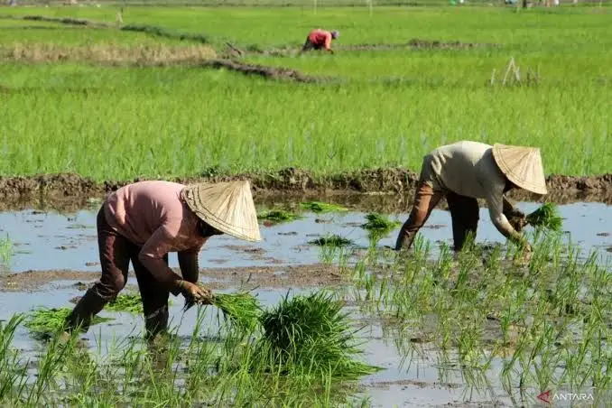 Petani menanam padi /Pemprov Kaltim